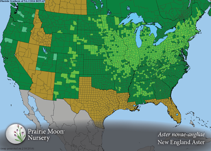 Prairie Moon Nursery Seeds Aster novaeangliae (New England Aster)