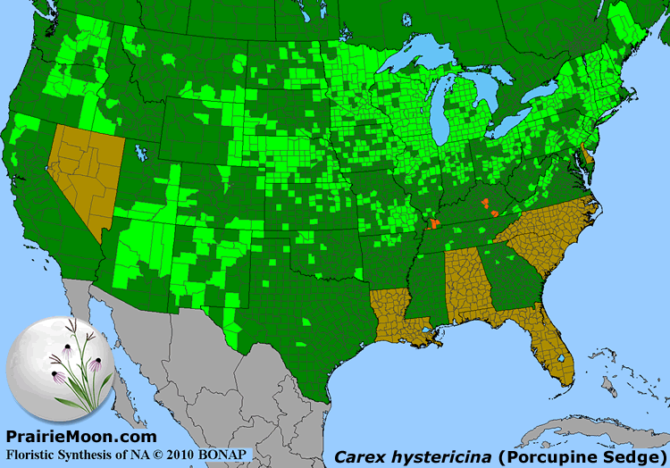 Prairie Moon Nursery Seeds Carex hystericina (Porcupine Sedge)