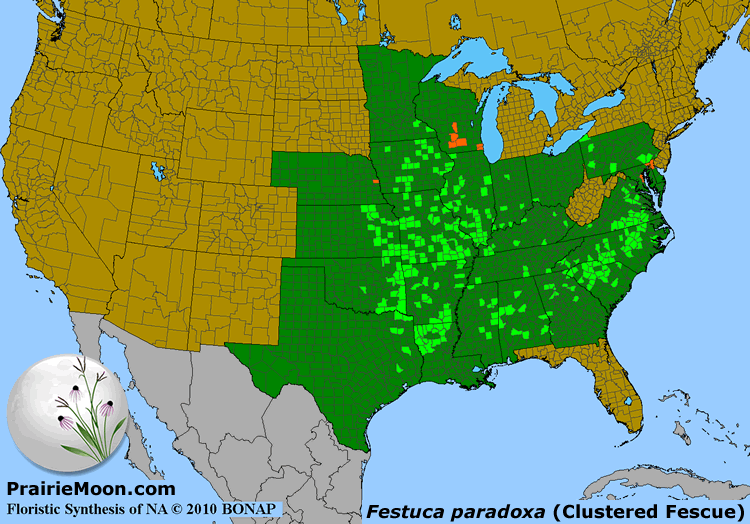 Prairie Moon Nursery Seeds Festuca paradoxa (Clustered Fescue)