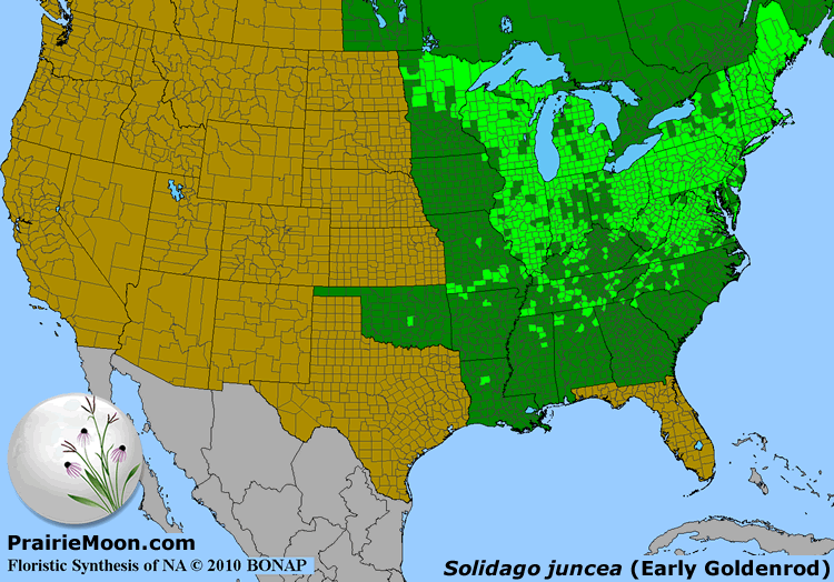 Prairie Moon Nursery Seeds Solidago juncea (Early Goldenrod)