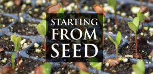 How to Germinate Native Seeds