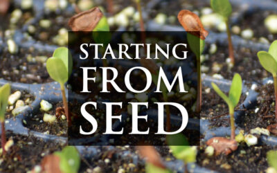 How to Germinate Native Seeds