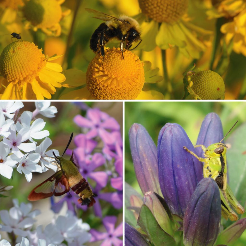 190614.Choose-native-plants-pollinators - Prairie Moon Nursery