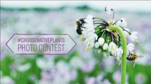 #ChooseNativePlants Photo Contest – Win $100