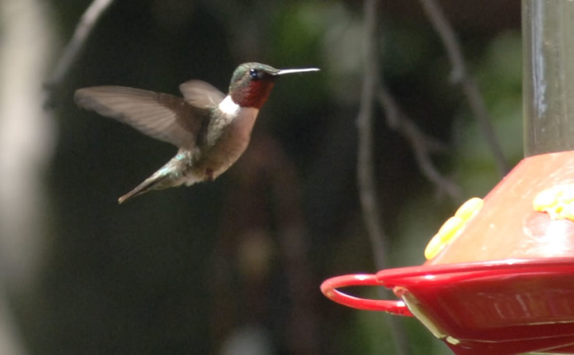Hummingbird Haven