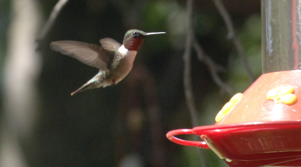 humming bird feature image