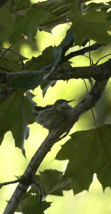 humming bird in nest3