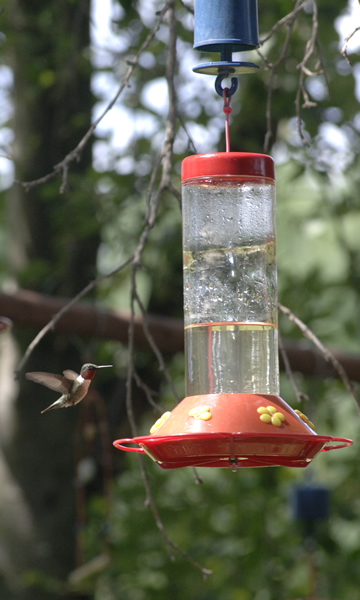 humming bird with feeder