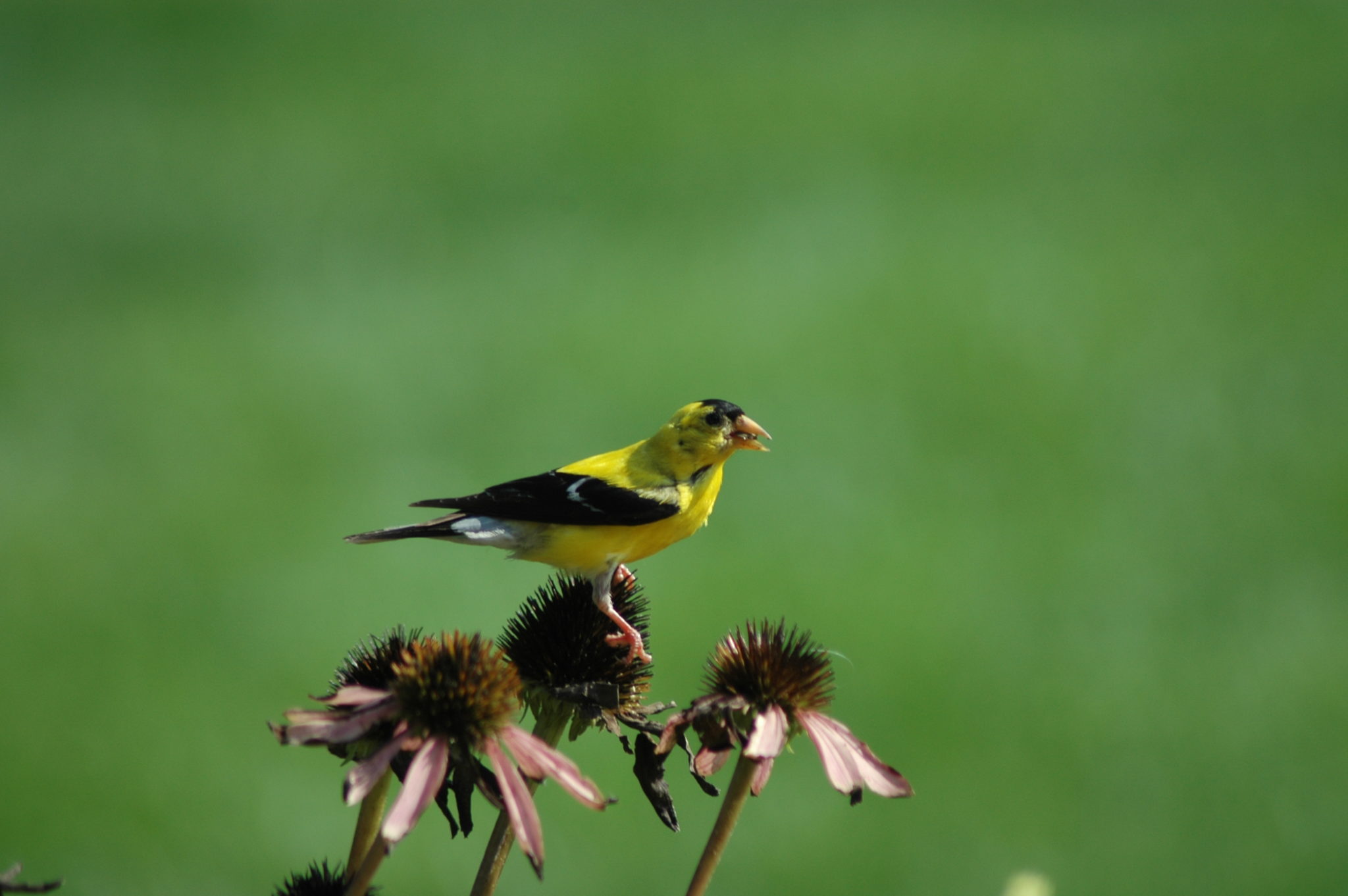 goldfinch eating seeds - Al Kadar (1) - Prairie Moon Nursery