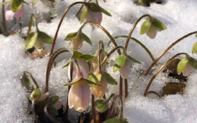 April Bare Roots – It’s Not Too Early to Plant!