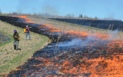 Prairie Management