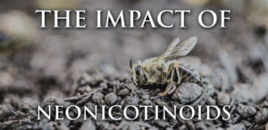 The Impact of Neonicotinoids