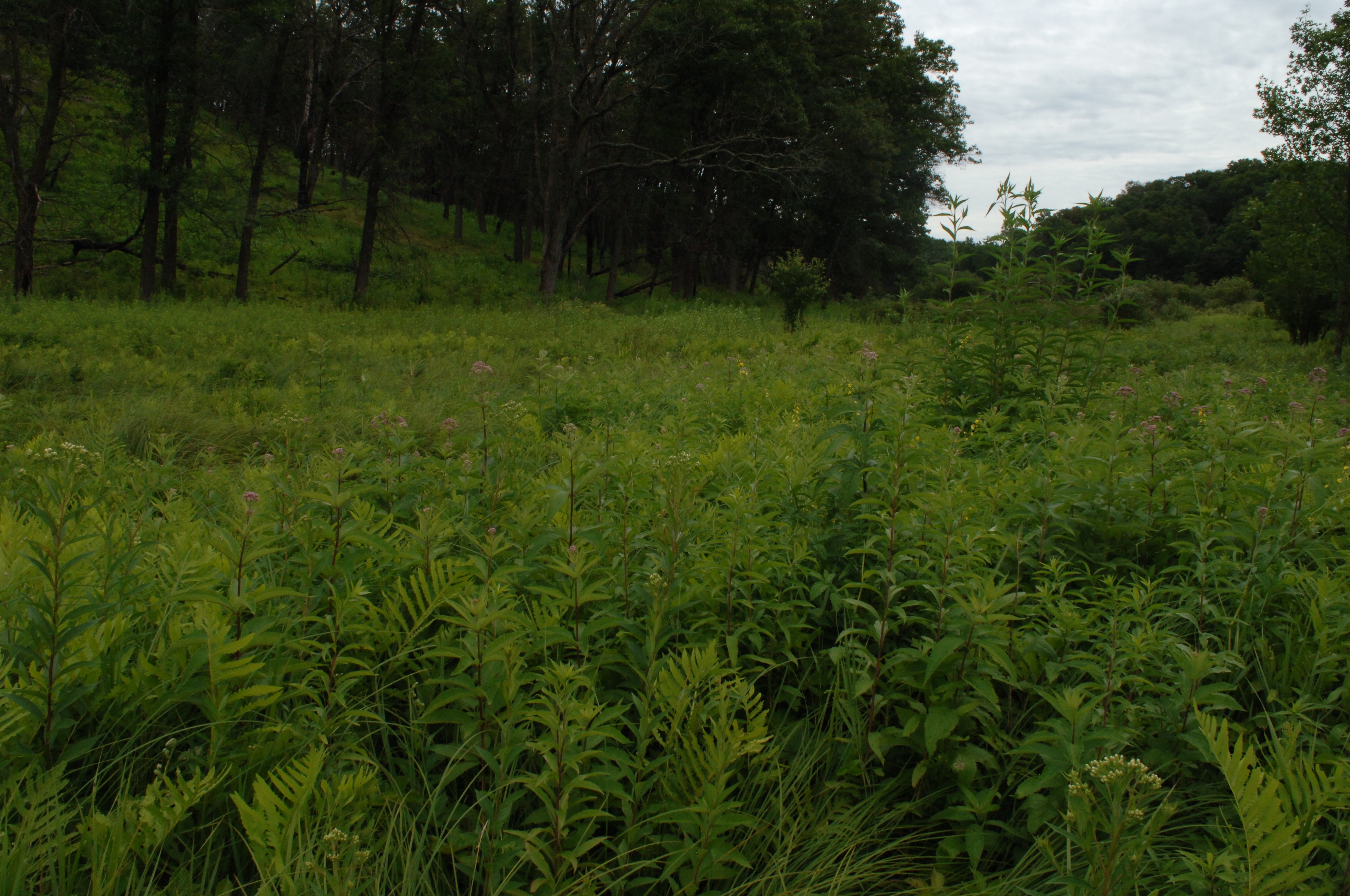 New_Mowed1
