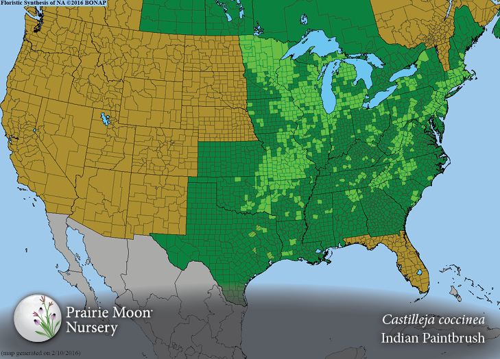 Prairie Moon Nursery Seeds Castilleja coccinea (Indian Paintbrush)