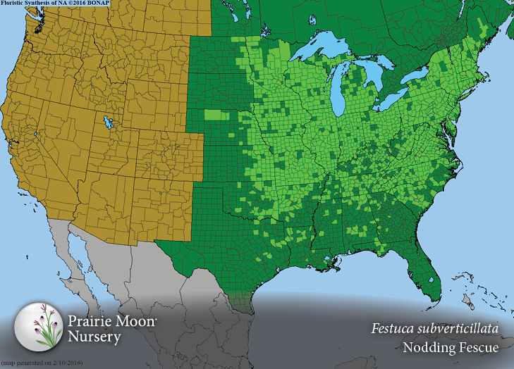 Prairie Moon Nursery Seeds Festuca subverticillata (Nodding Fescue)