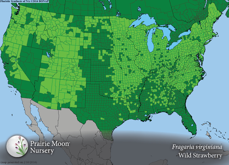 Prairie Moon Nursery Plants Bare Root Plants Fragaria