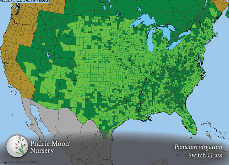 Prairie Moon Nursery Seeds Panicum virgatum (Switch Grass)