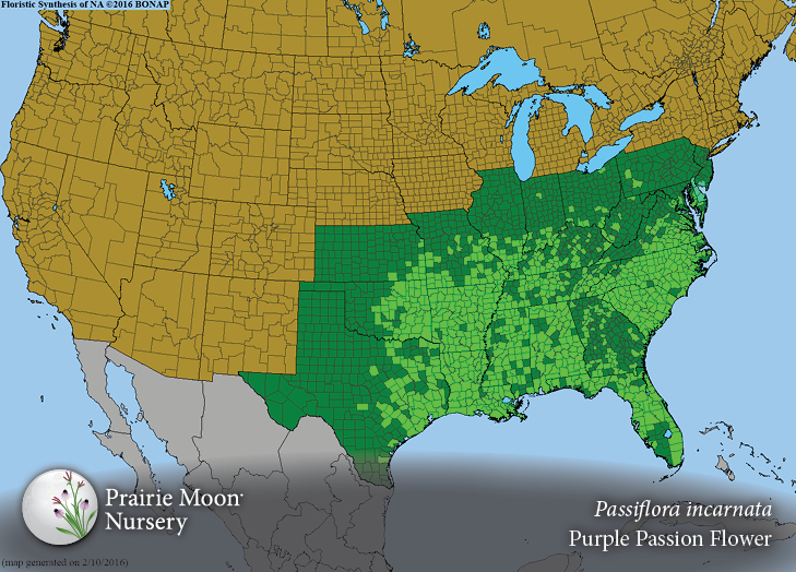 Prairie Moon Nursery Seeds Passiflora incarnata (Purple Passion
