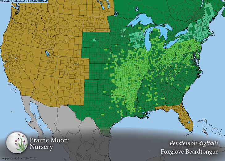 Prairie Moon Nursery Seeds Penstemon digitalis (Foxglove Beardtongue)