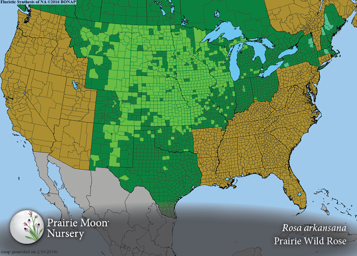 Prairie Moon Nursery Seeds Rosa arkansana (Prairie Wild Rose)