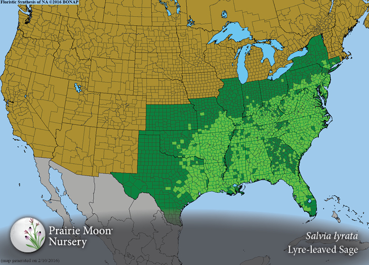 Prairie Moon Nursery Seeds Salvia lyrata (Lyreleaved Sage)