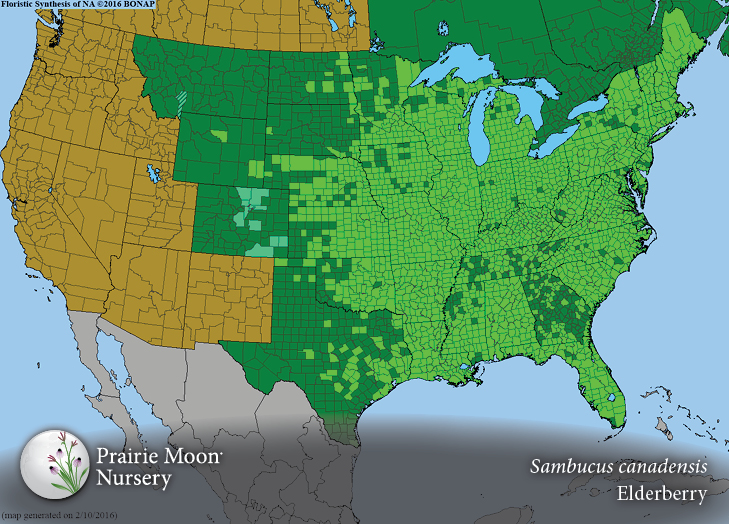 Prairie Moon Nursery Plants Bare Root Plants Sambucus