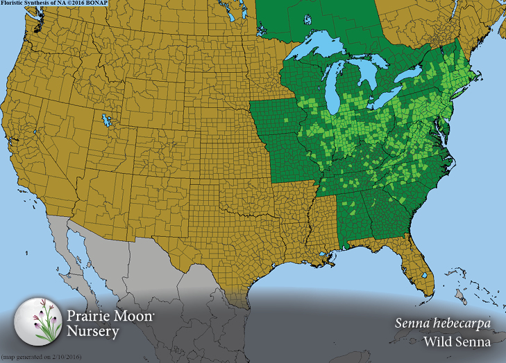 Prairie Moon Nursery :: Seeds :: Senna hebecarpa (Wild Senna)