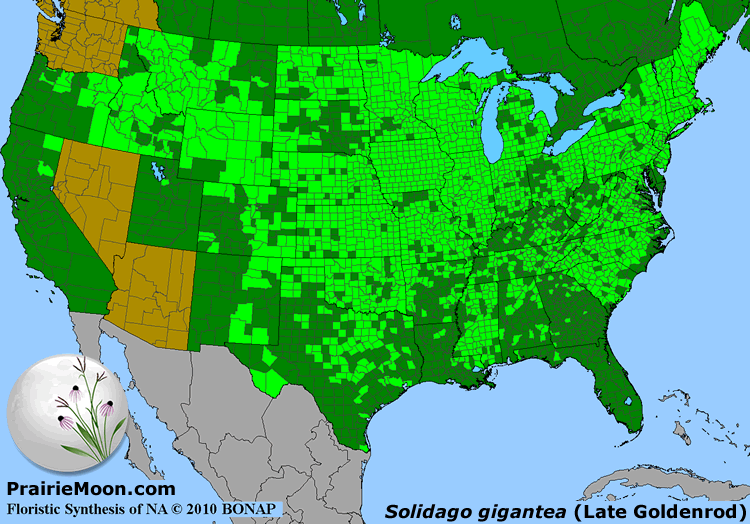 Prairie Moon Nursery Seeds Solidago gigantea (Late Goldenrod)
