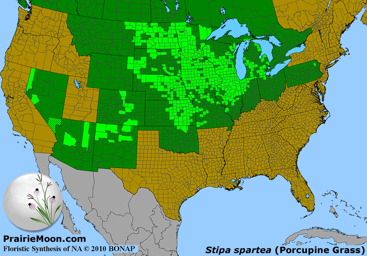 Prairie Moon Nursery Seeds Stipa spartea (Porcupine Grass)