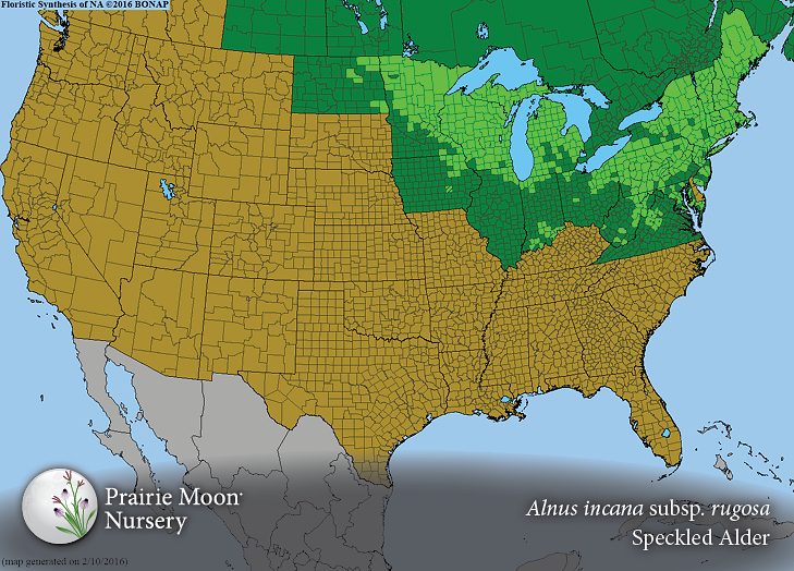 Prairie Moon Nursery Seeds Alnus incana subsp. rugosa (Speckled