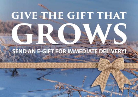 gift certificate prairie moon nursery