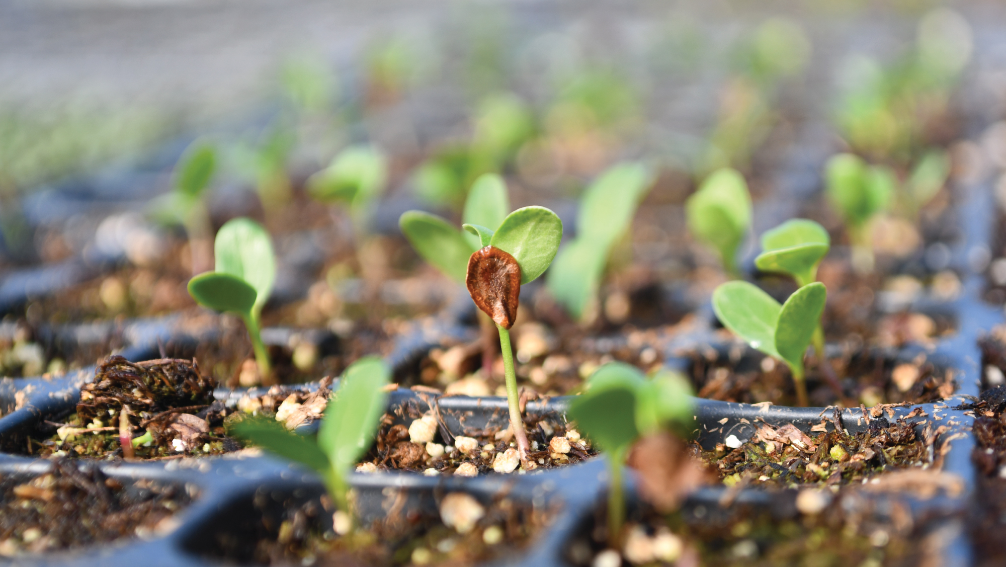 The Double Cup Method to Start Seeds 