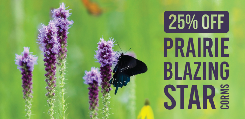 25% Off Prairie Blazing Star Corms