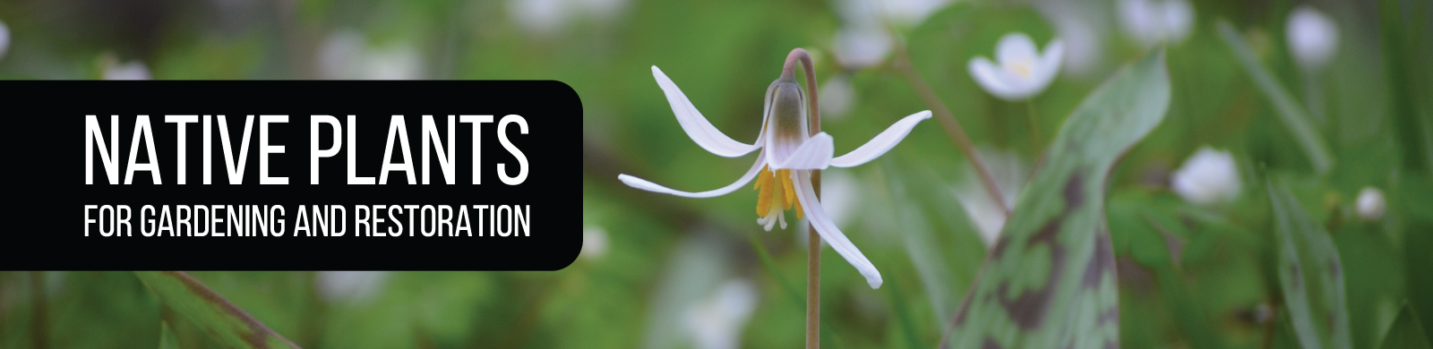 Native Seeds and Plants for Gardening and Restoration