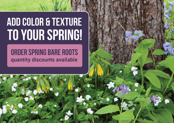 Add color and texture to your spring | Order spring bare roots