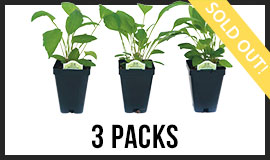 3-Packs