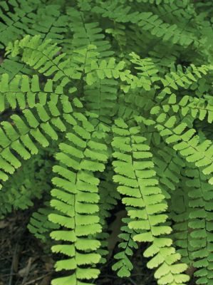 Adiantum pedatum