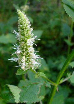 Agastache nepetoides