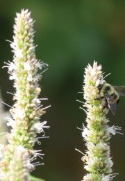 Agastache scrophulariifolia