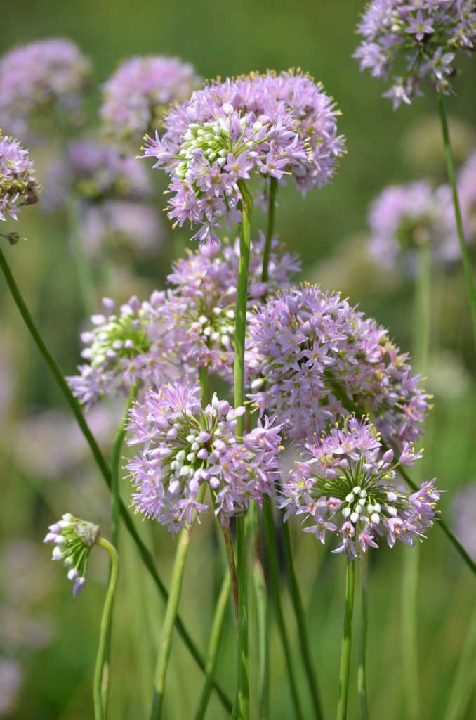 Allium stellatum Prairie Onion Prairie Moon Nursery