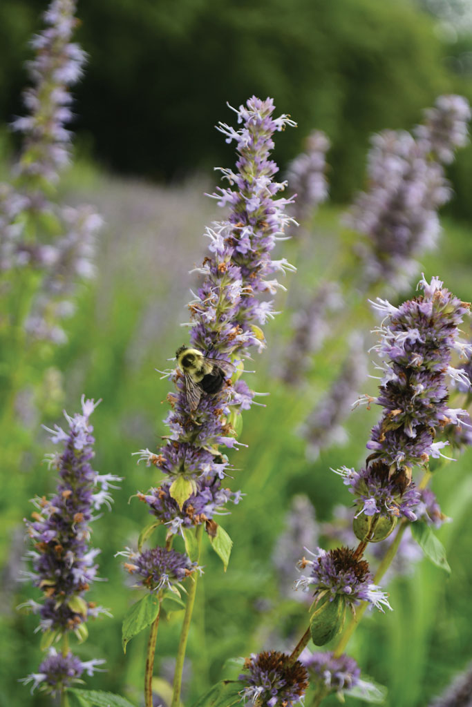 Dry Blue Giant Hyssop