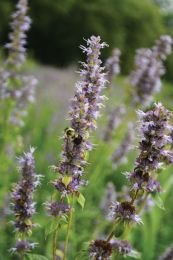 Agastache foeniculum