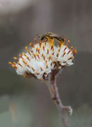 Antennaria neglecta