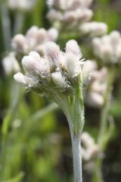 Antennaria parlinii