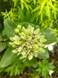 Asclepias viridis