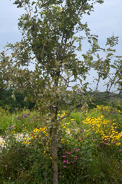 Quercus macrocarpa