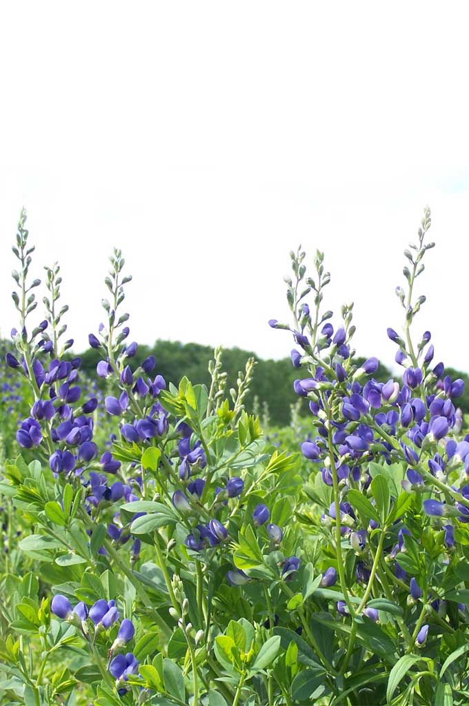 Bulk Forget Me Not Seeds - Indigo Blue 1/4 Pound