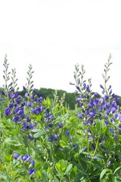 Iris versicolor #1 (Blue Flag Iris) - Scioto Gardens Nursery