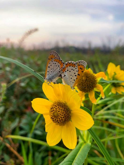Bidens cernua Nodding Bur Marigold Prairie Moon Nursery