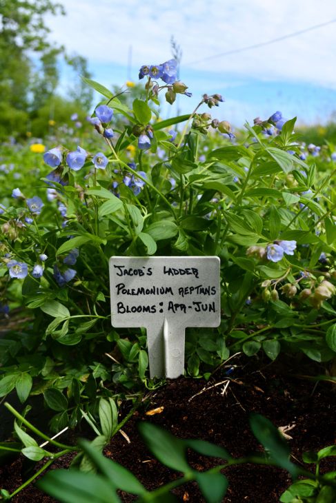 Biodegradable Plant Marker Biomarker | Prairie Moon Nursery